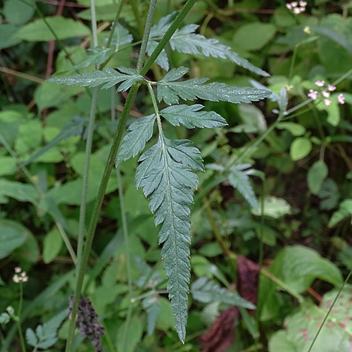 Wald-Borstendolde / Torilis japonica